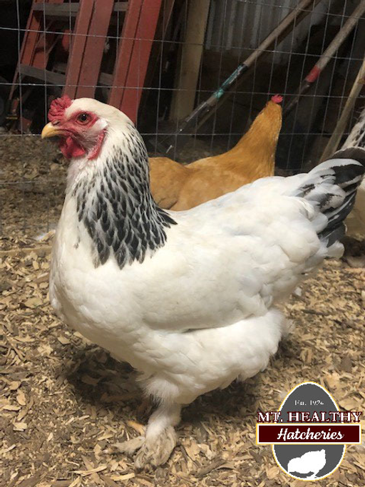 Brahmas