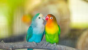 Lovebirds (LIVE) Pair