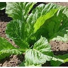 Florida Broadleaf Mustard Seed