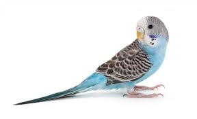 Parakeets (LIVE)