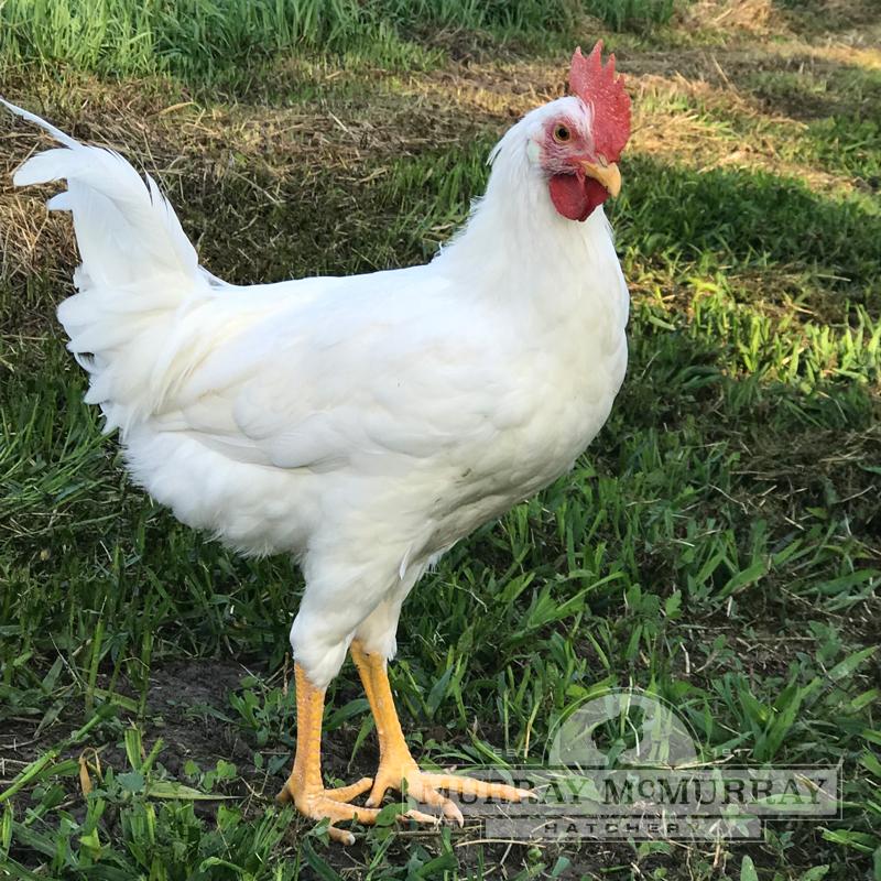 Pearl White Leghorn