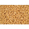 Pembroke Wheat Seed