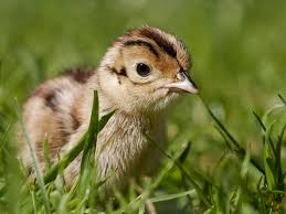 Pheasants (LIVE)