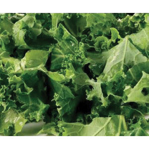 Trophy Rape Seed - 50lbs