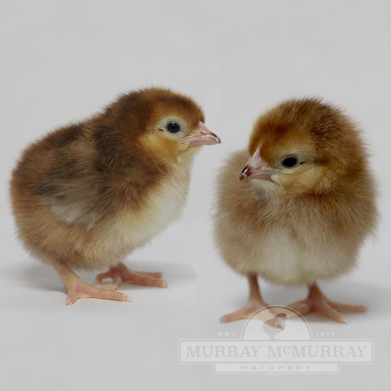 Rhode Island Red