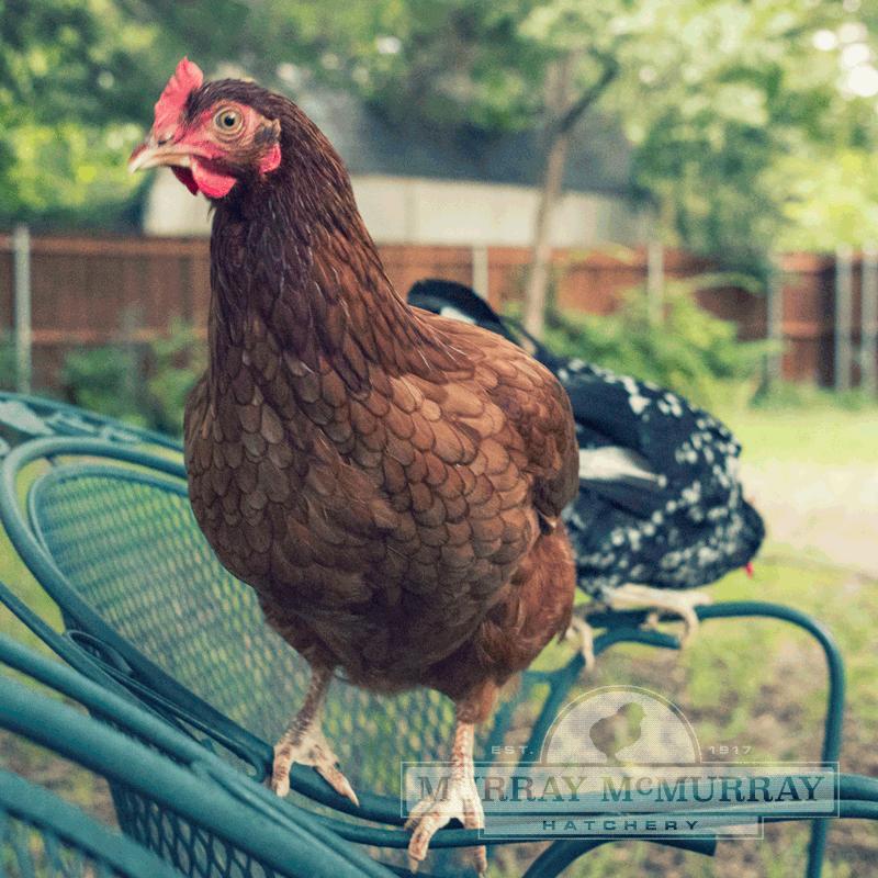 Rhode Island Red