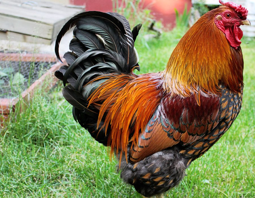 Chickens (LIVE)