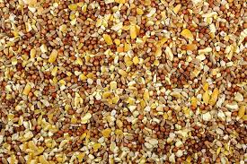 Scratch 3-Grain