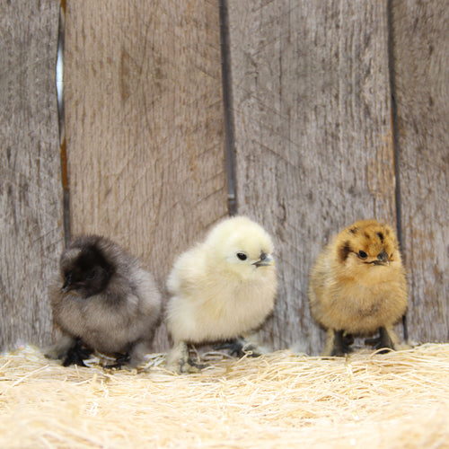 Assorted Silkie Bantam (Straight Run)