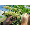 WGF Sorghum