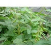 Soybean Seed