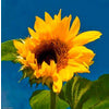 Peredovik Planting Sunflower Seed