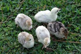 Turkeys (LIVE)