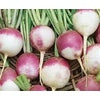 Purple Top Turnip Seed