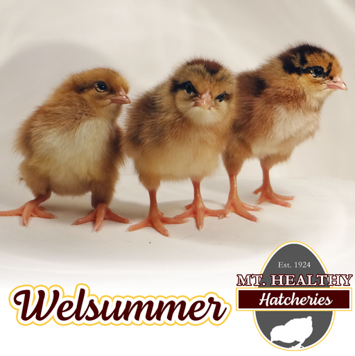 Welsummer