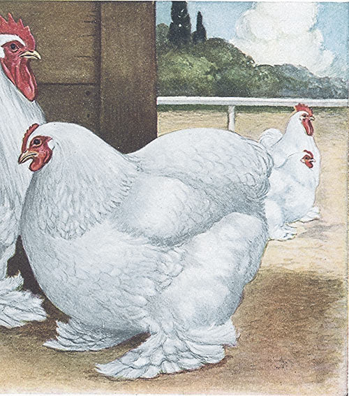 Cochins