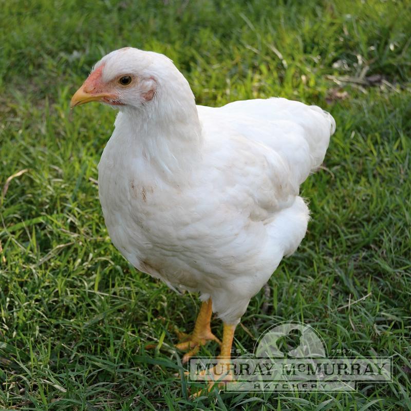 White Wyandotte